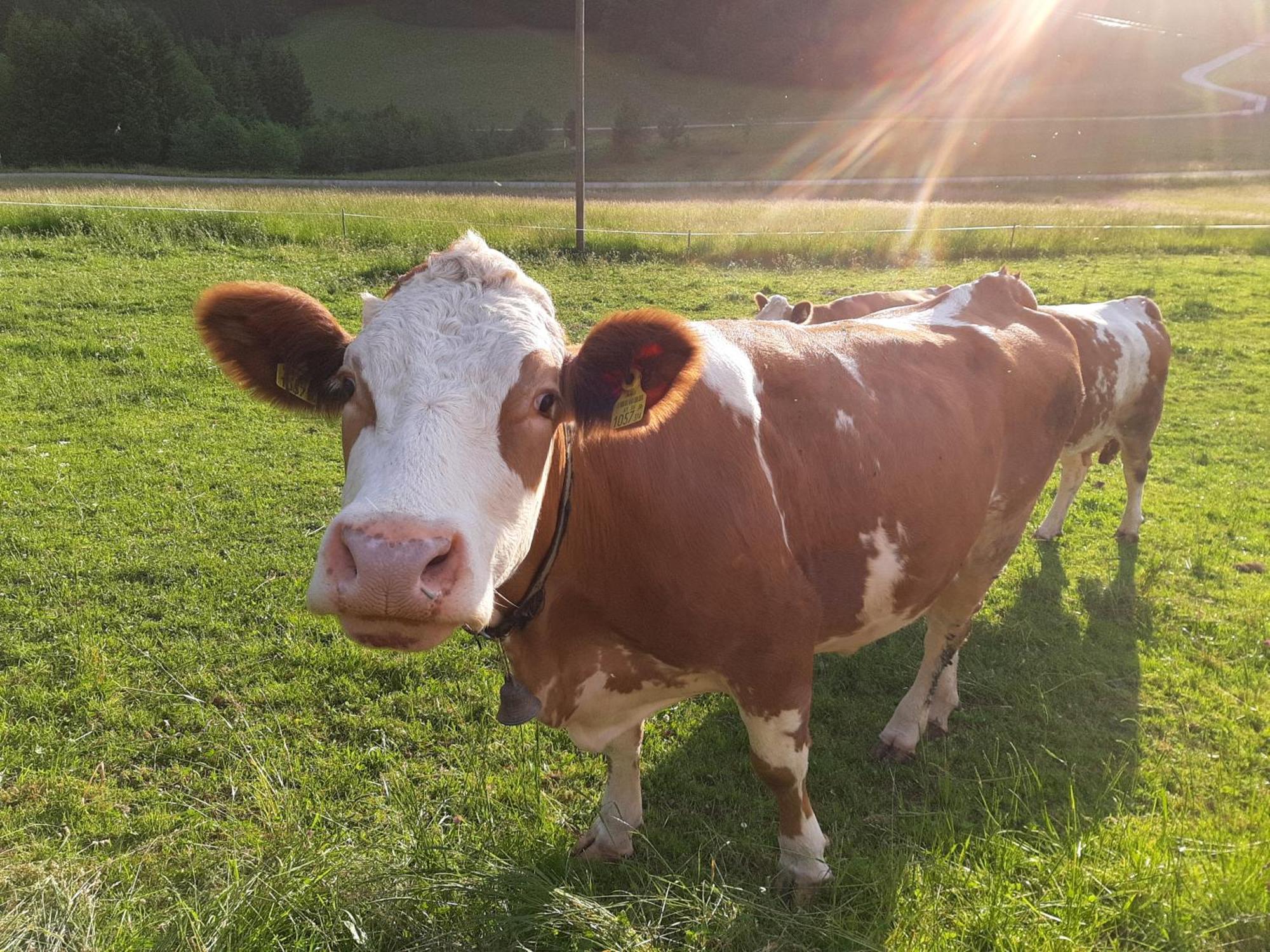 Bauernhof Ablass Göstling an der Ybbs Exterior foto